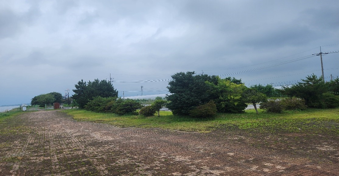 돈나무,산철쭉 이식